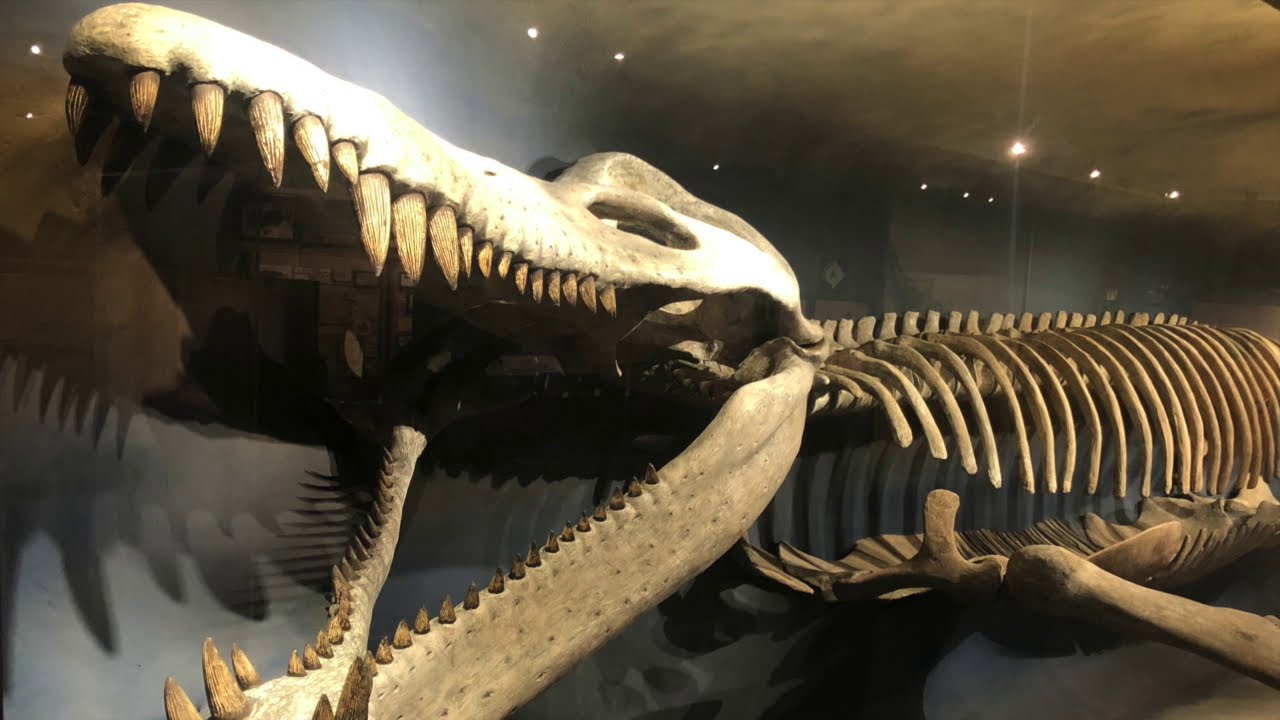 Specimen Spotlight-Kronosaurus