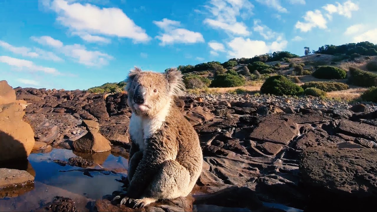 Spearfishing the shores of Kangaroo Island with an unexpected visitor