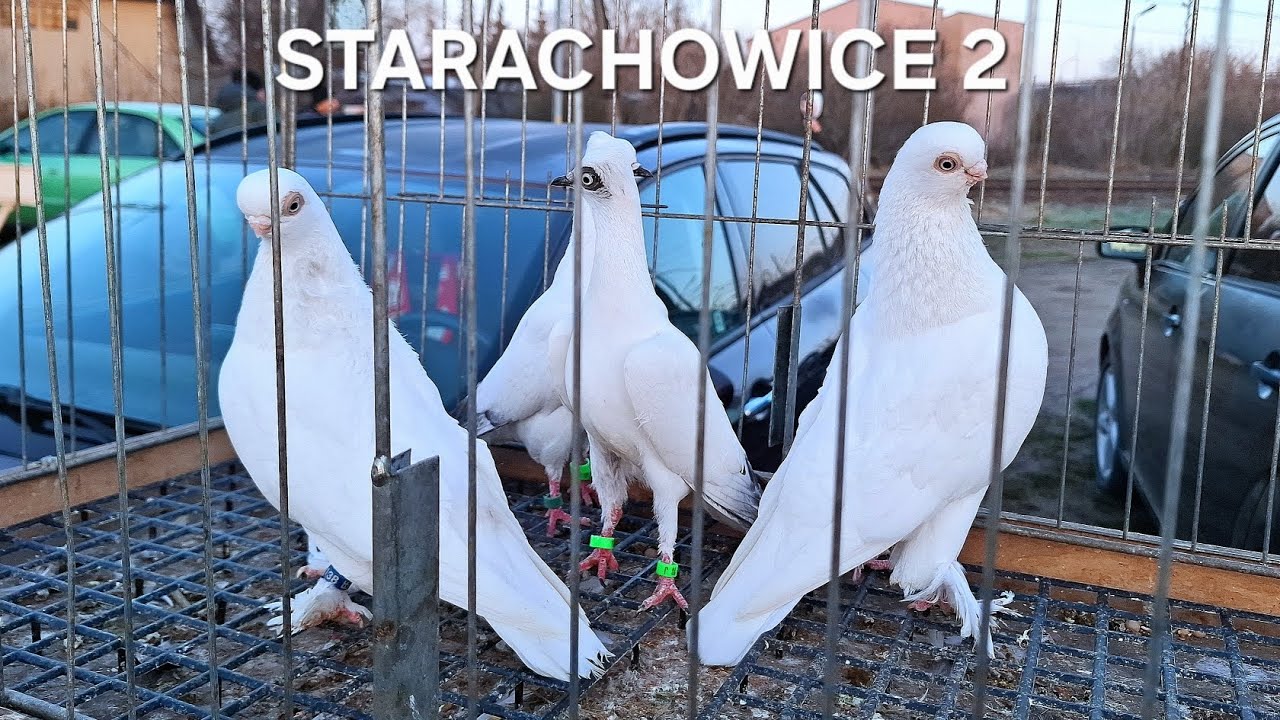 TARG STARACHOWICE 4.04.2026 (gołębie) Część 2 #pigeon #gołębie #birds 