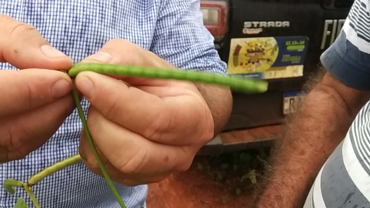 feij&atilde;o mungo verde e controle de insetos com biol&oacute;gico