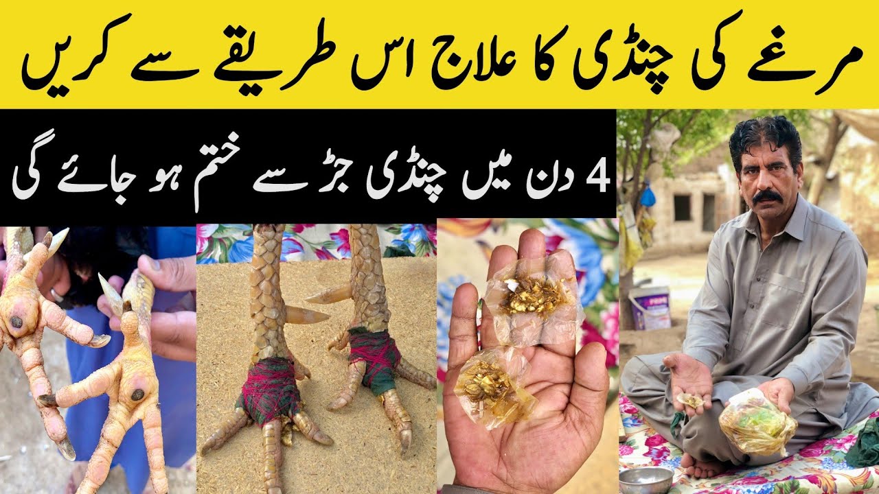 Aseel Murga Ki Chandi Ka Ilaj || Murgay Ki Chandi Ka Ilaj Kase Karen || Chandi Ka Ilaj