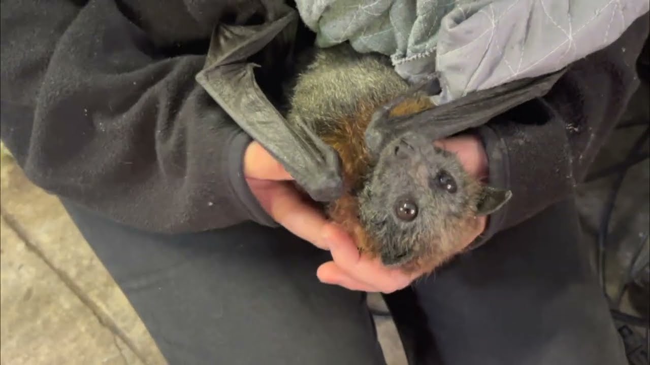 Sigma in care part 3:  in which she goes to Merryn's aviary