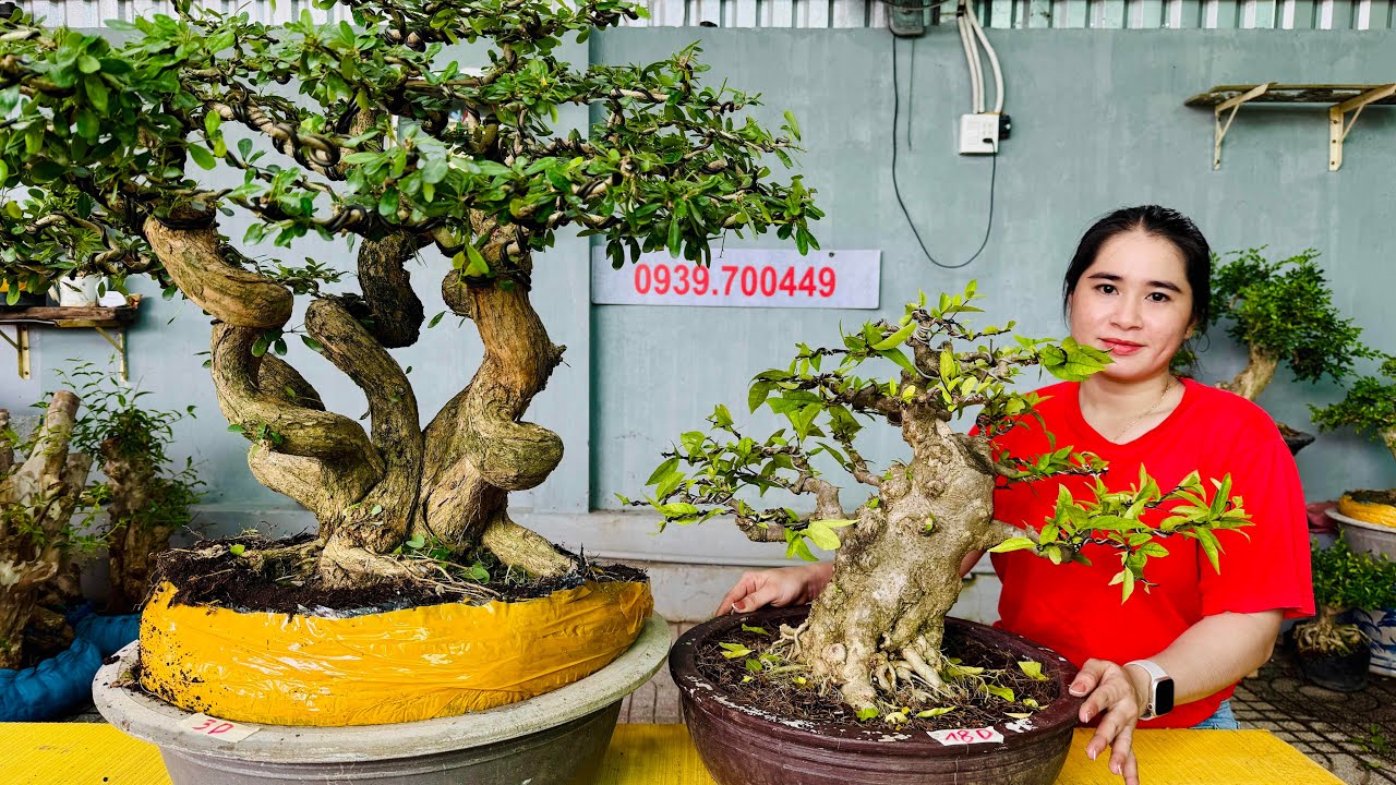 Nhiều cây quái đẹp - Linh Sam, Khế Gân, Me Bay, Mai Chiếu Thủy, Vú Sữa | Thúy An bonsai 19/8