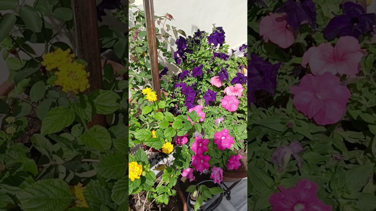 Bumblebee Garden