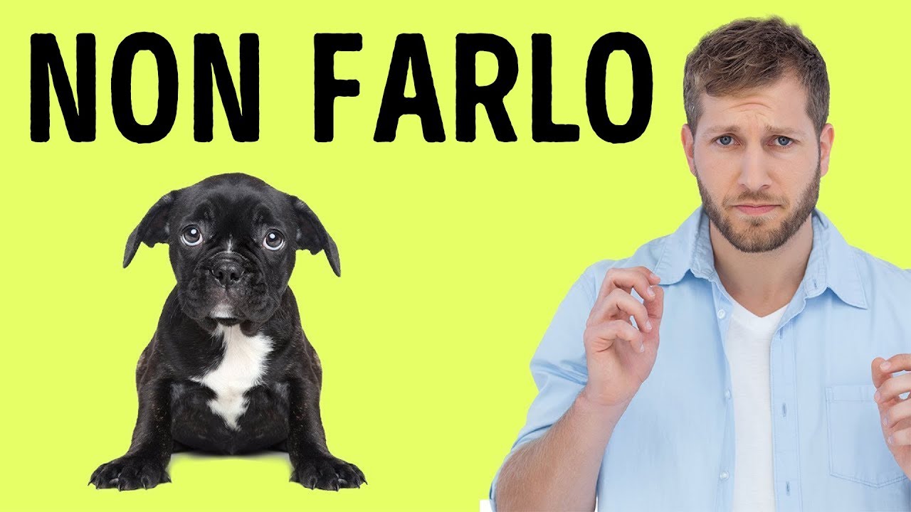 12 Cose che il Tuo Cane Detesta di Te