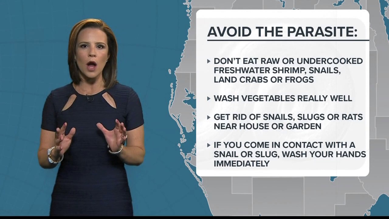 Invasive parasite 'rat lungworm' found in Hillsborough County