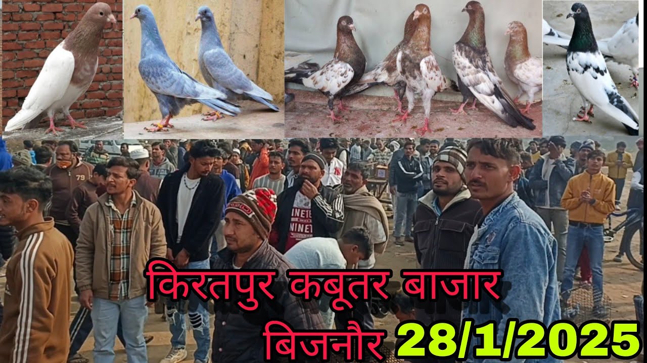 KIRATPUR KABUTAR SUNDAY MARKET BIJNOR 😀/बिजनौर का सबसे सस्ता कबूतर बाजार