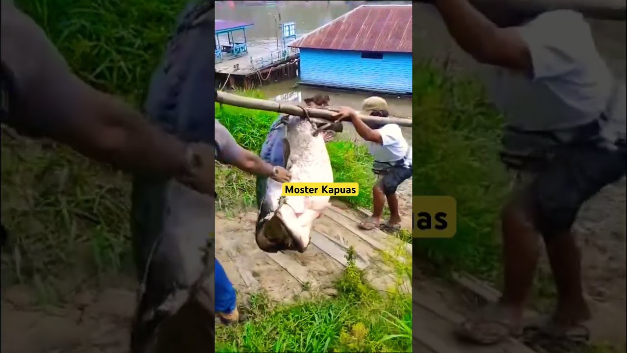 Ikan Tapah Terbesar di Kalimantan