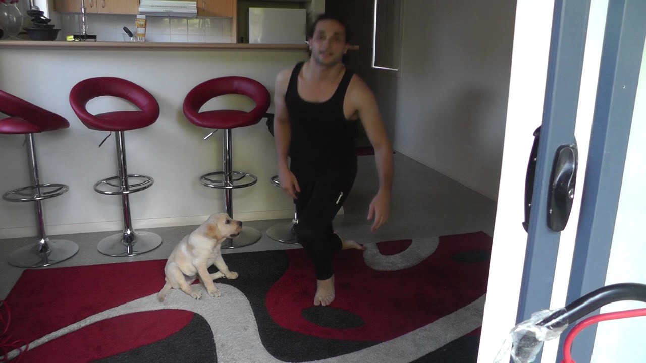 Cutest Labrador puppy giving high fives - push-ups 10 weeks