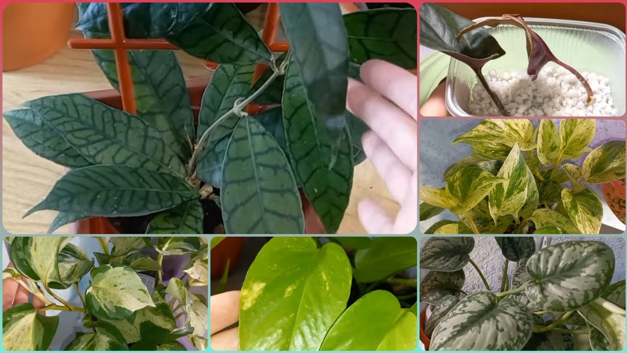 Жду посылку✉Хойя Калимантан🌱Эпипремнумы🌹Мраморная Королева🌱Мраморное Яблоко🌱Неон🌹Сциндапсус Экзотика