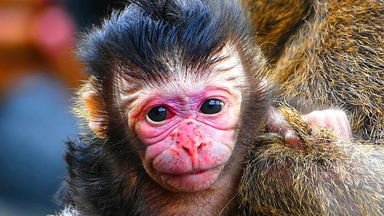 Newborn baby Monkey.. l Love baby Monkey.. l BBC Primate