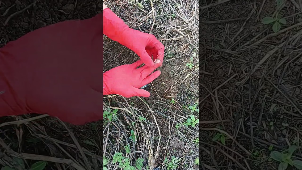 #altınarama #metaldetecting #metaldetector #shorts