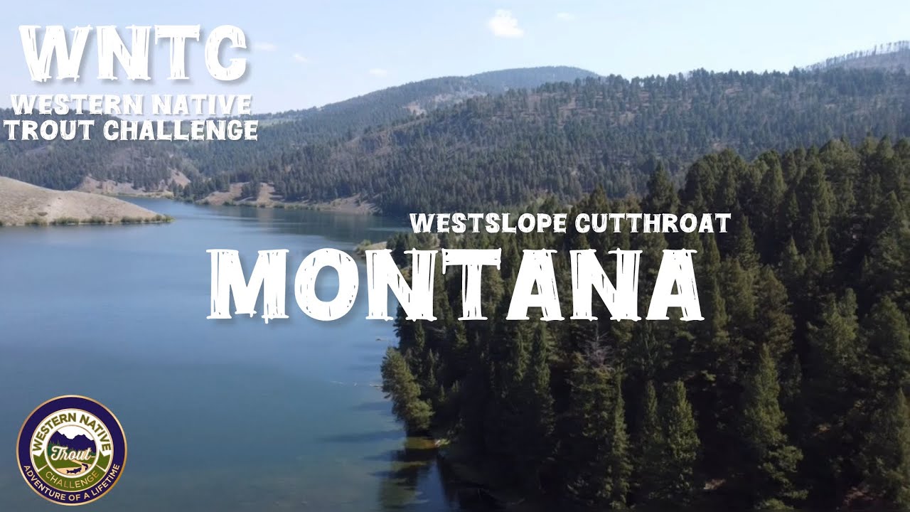 Western Native Trout Challenge: Lake Fishing Montana's Westslope Cutthroat Trout