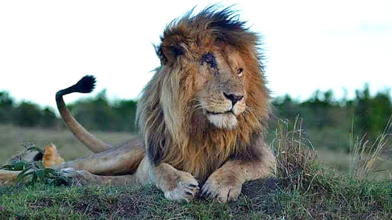 The Tribute to one of the most famous lion Maasai Mara: Scarface of Musketeers Coalition...