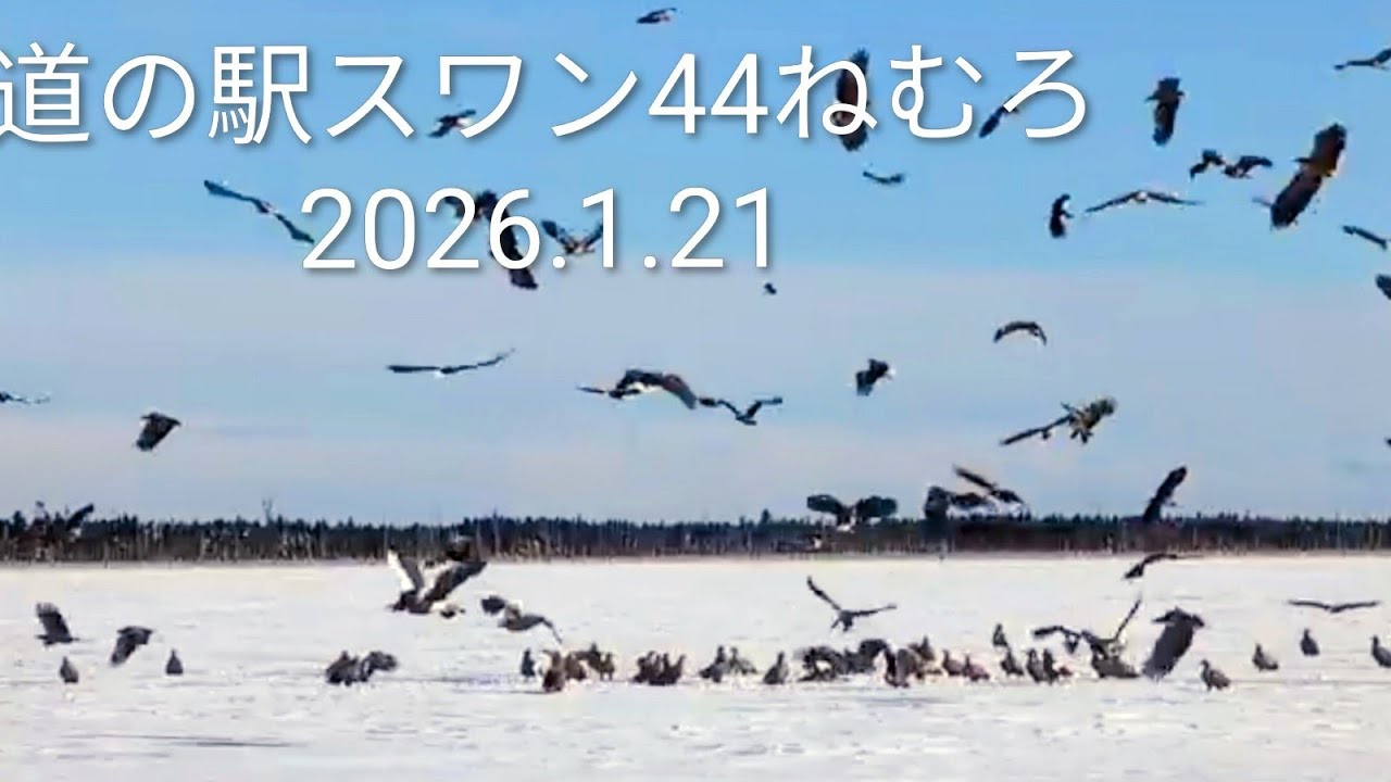 （スマホ撮影）漁師のおこぼれ争奪戦　オオワシとオジロワシ