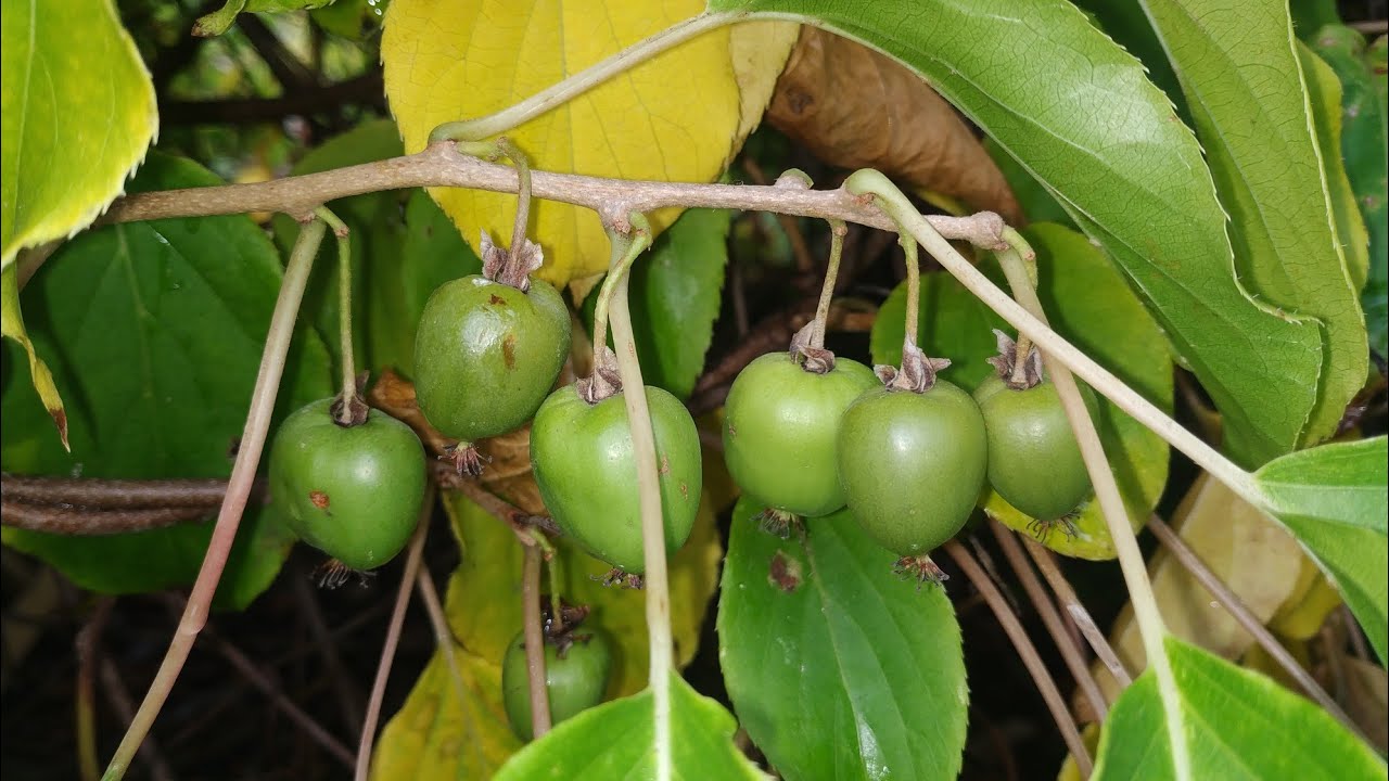 Kiwi Berries - super tasty frost hardy Mini Kiwis (Actinidia kolomikta)