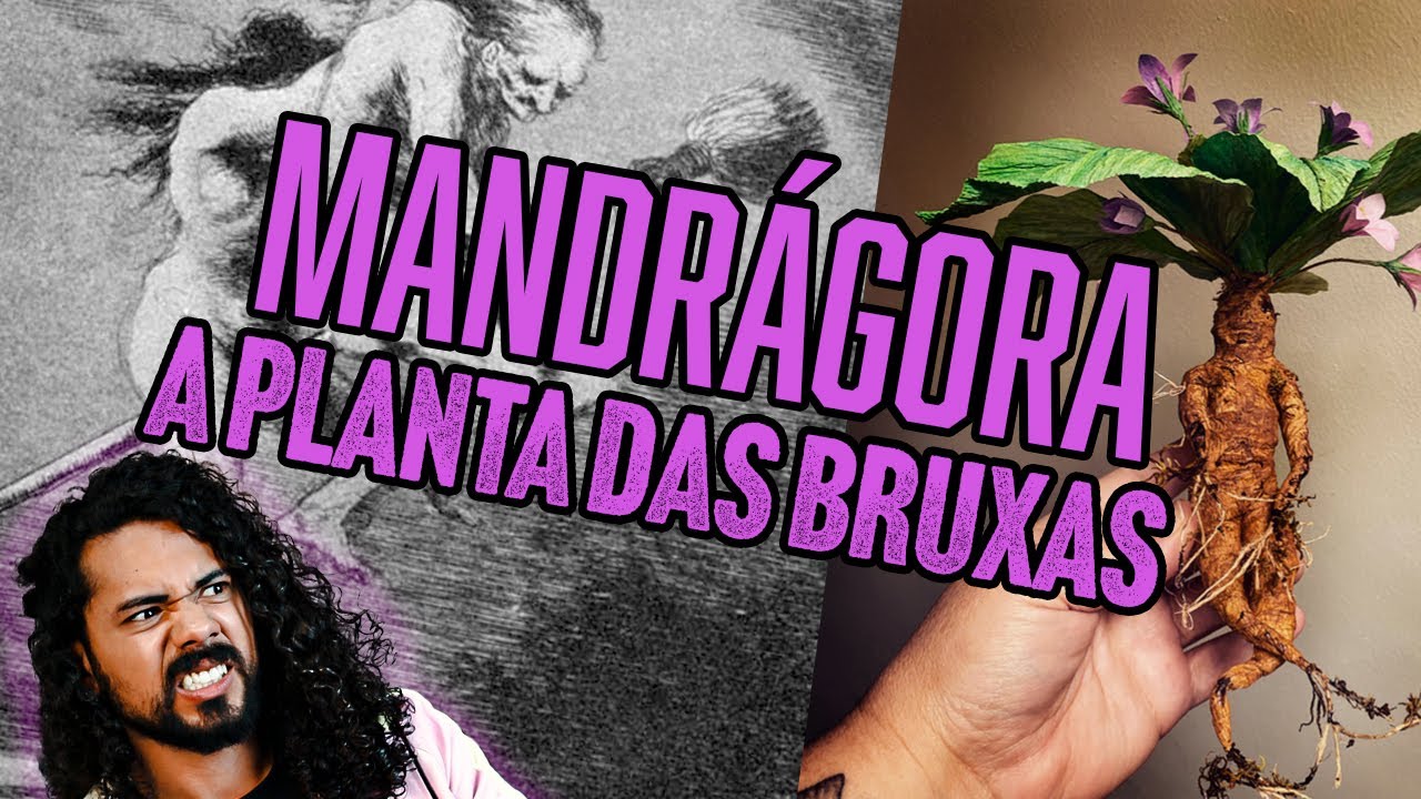 MANDRÁGORA - BRUXARIA, AMOR E V3N3N0!