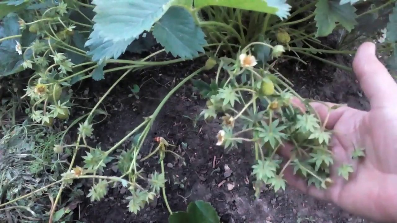 Размножение клубники усами . Какие усы нужно брать для размножения?