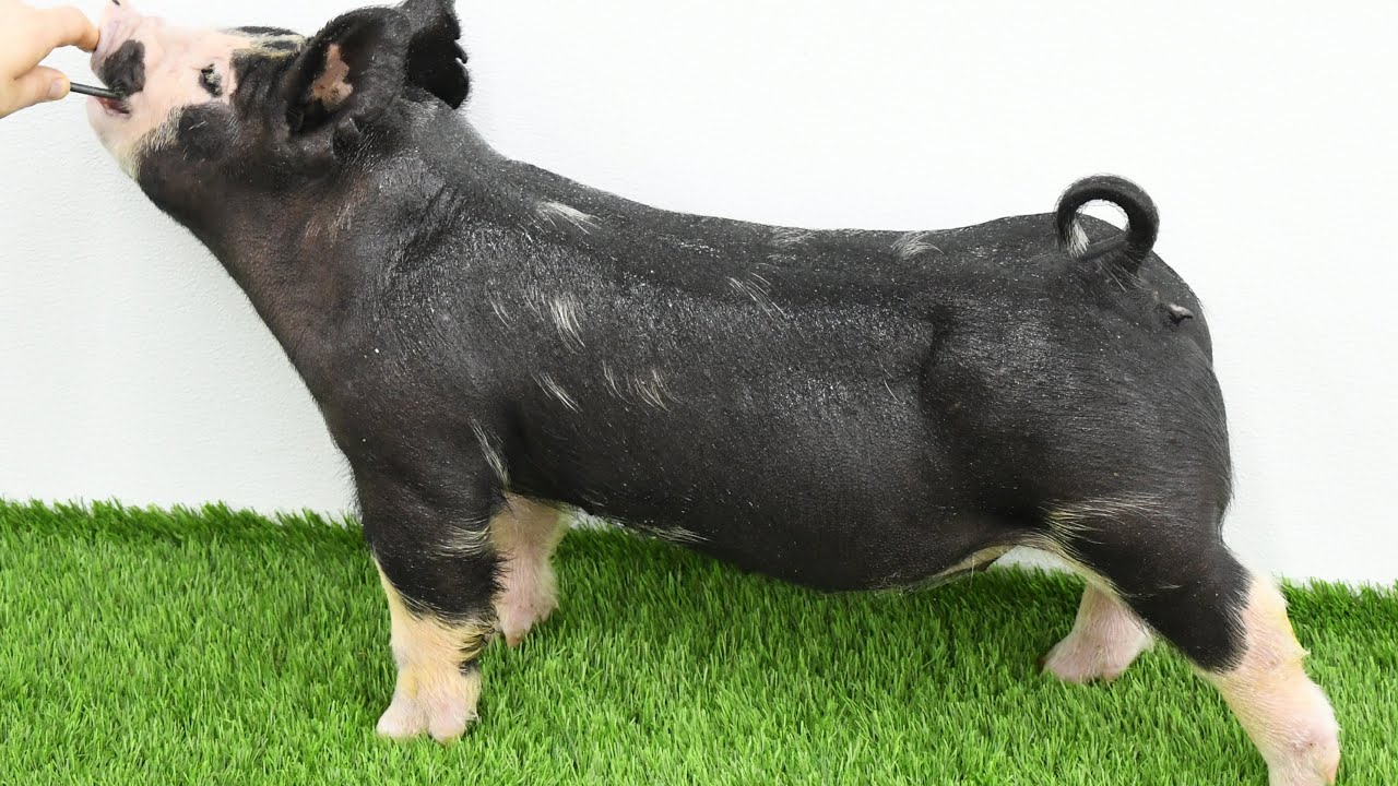 Lane Spring 2026: 6-2 Berkshire Gilt