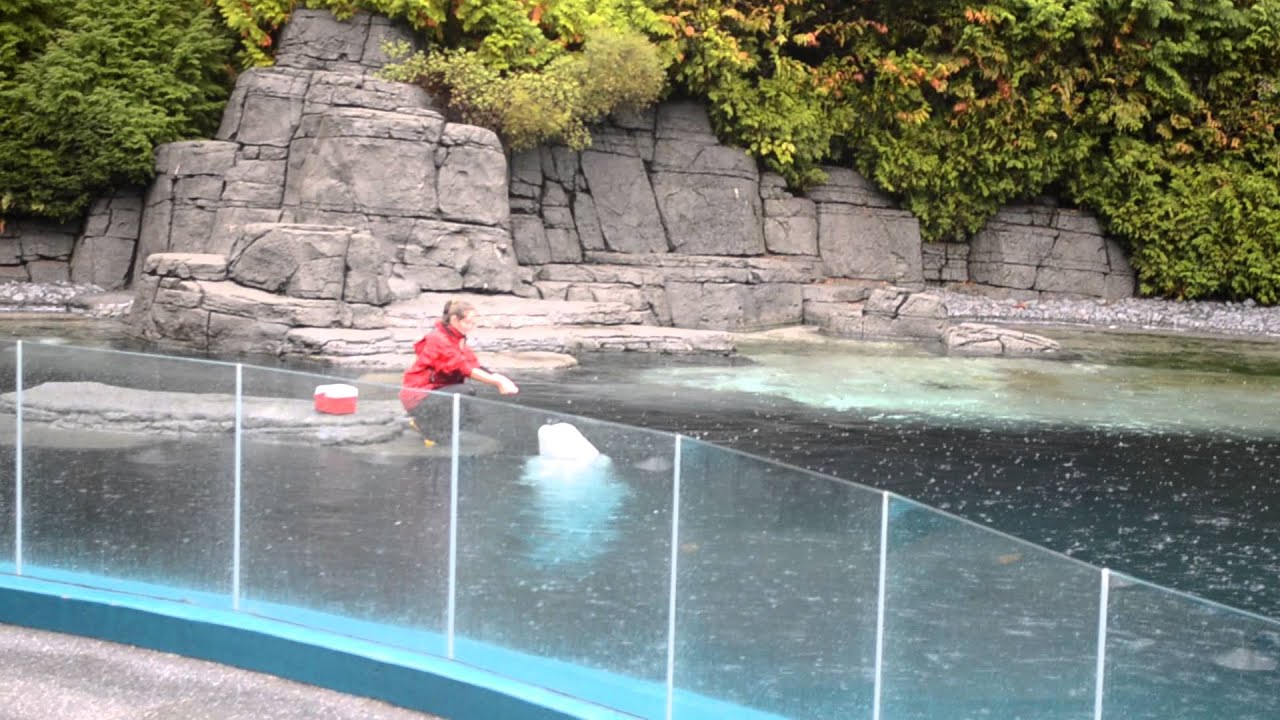 Vancouver Aquarium Beluga Whale Show