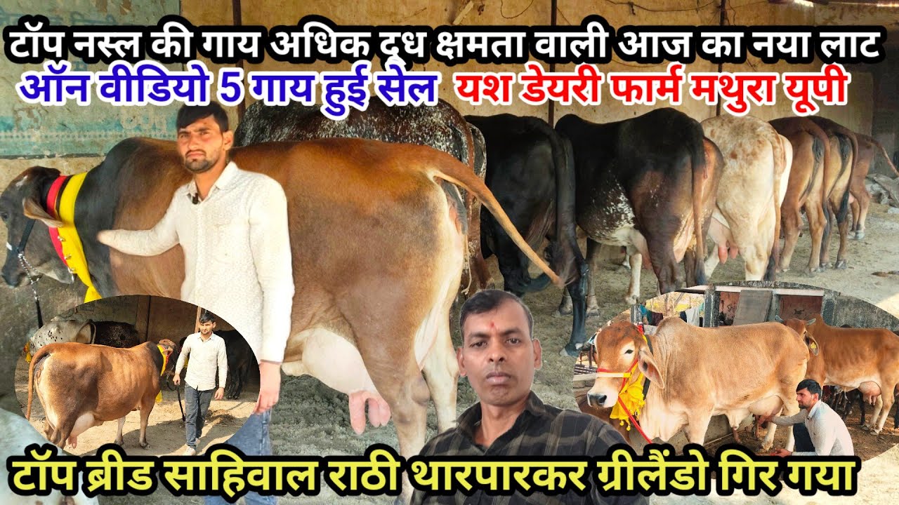 Yash dairy farm mathura ||  साहीवाल थारपारकर गिर टॉप  ब्रीड की सबसे सुंदर दुधारू गाय || #cowfarm 