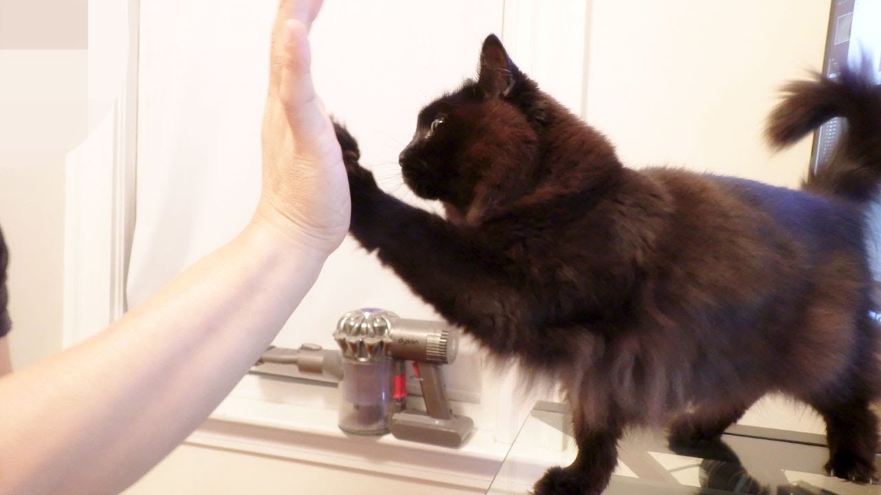 【しゃべる猫】やたらハイタッチを要求する猫【可愛すぎる】