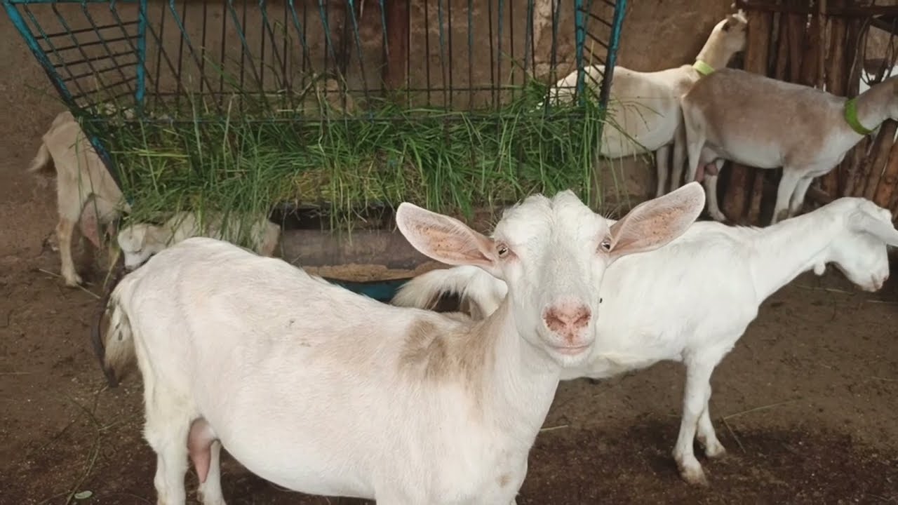 ELEVAGE DE CHEVRES METISSES SAANEN BIEN REUSSI AU MALI