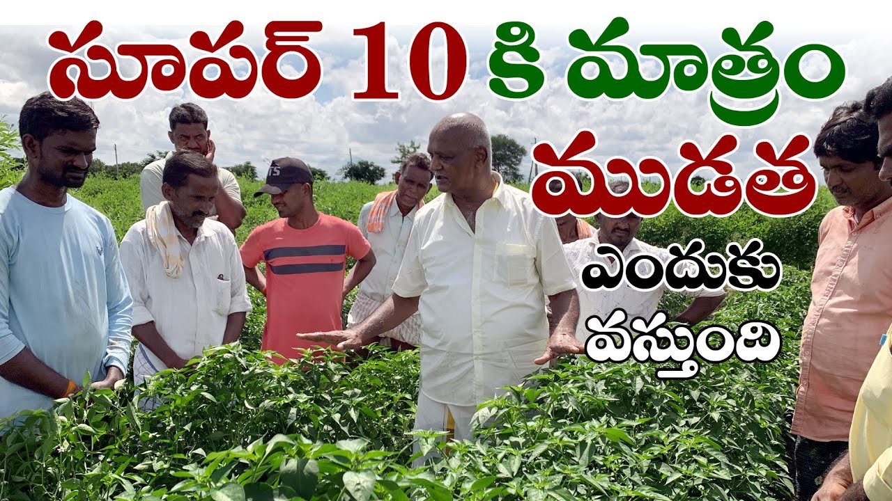 సూపర్ 10కి మాత్రం ముడత ఎందుకు వస్తుంది... | Ponnuswamy natural oils | Mirchi cultivation