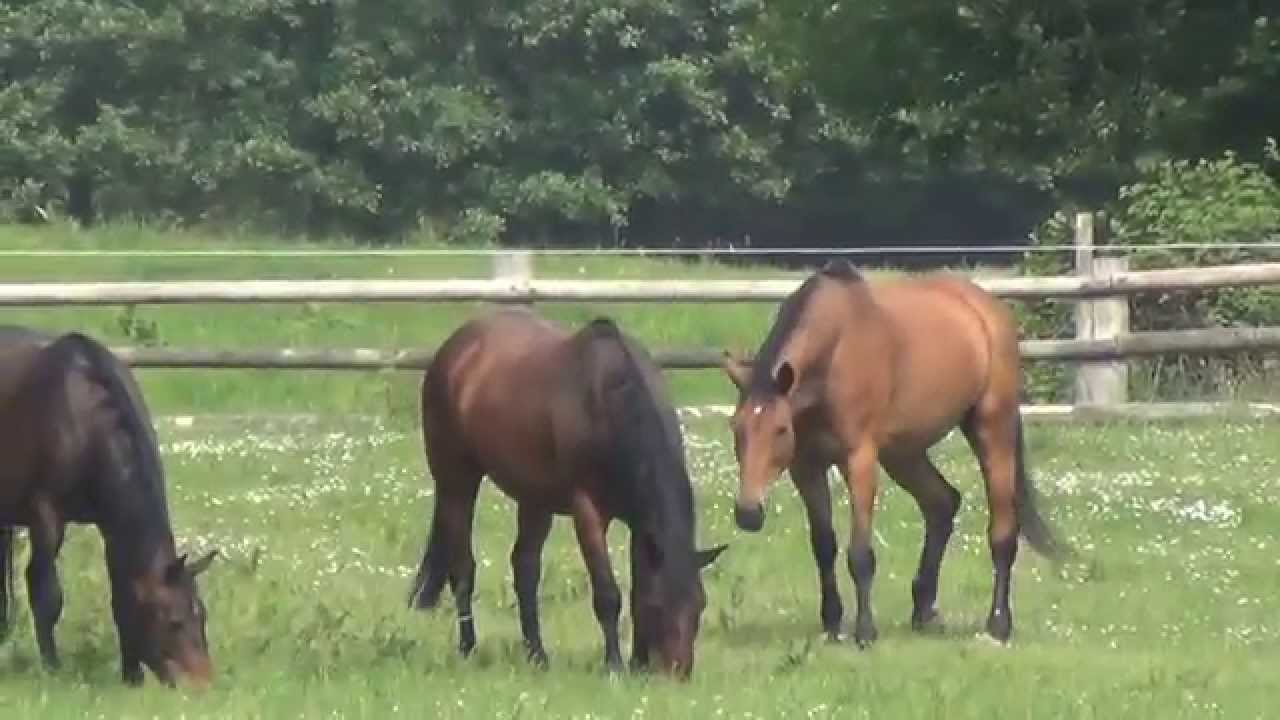 "Rentnerweide" Juni 2013 auf dem Klostergut Bündheim