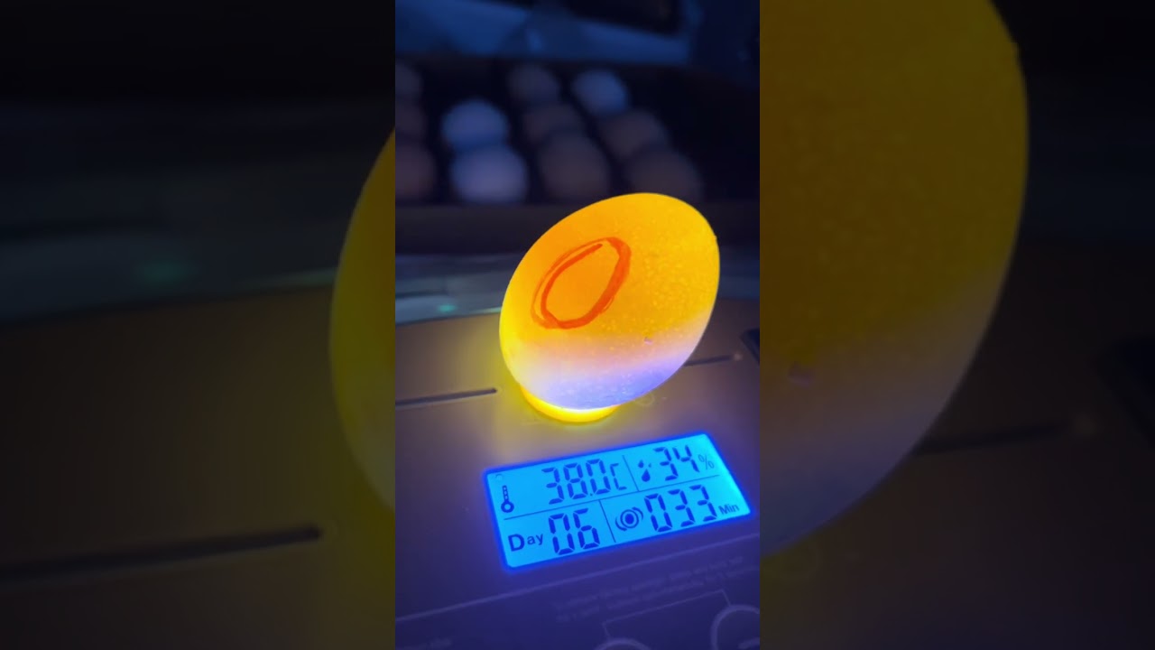Ale Jaja wszystkie puste !🥚