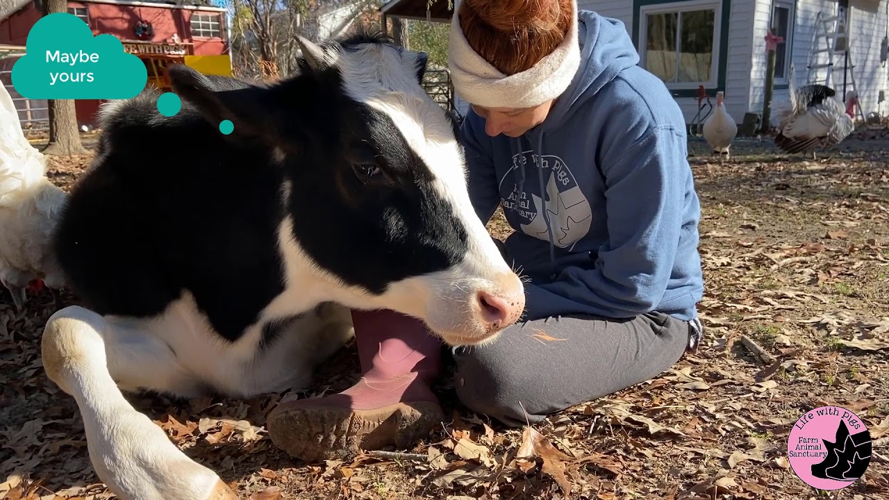 Conversations with our cow Jenna.