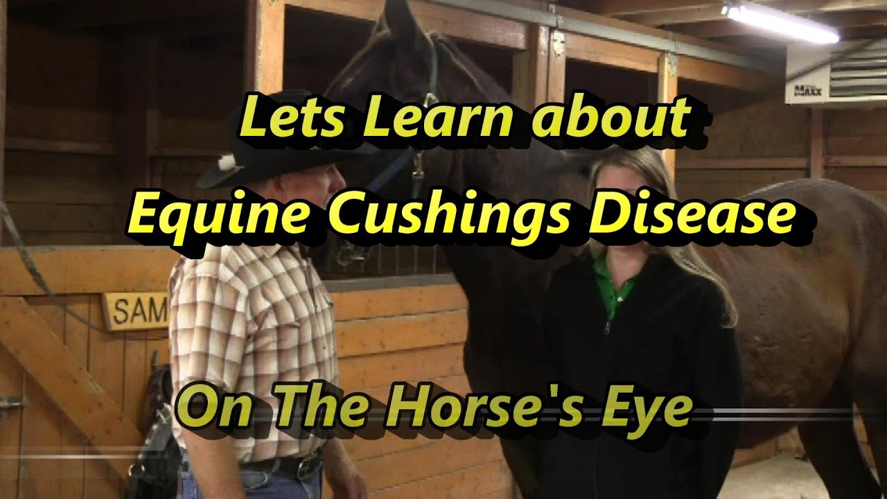 Learn to recognize Cushings Disease, The Horses Eye Presents Recognizing Equine Cushings symptoms