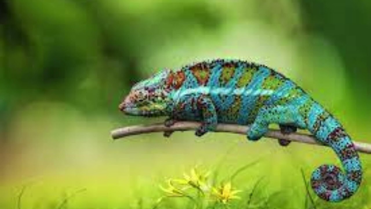 massinssa mata achyoin atkrzd مسينيسا متا الشيوين اتكرزذ