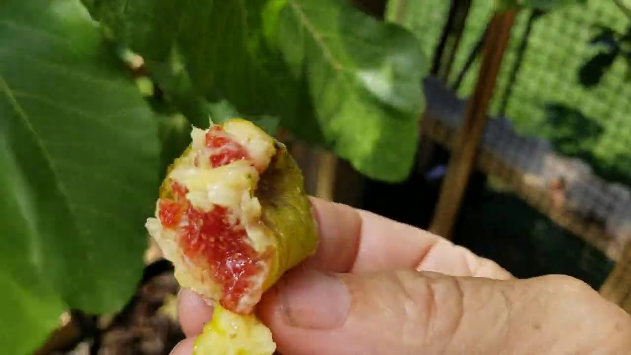 ON SIMILAR FIGS & COMPARING BLACK MADEIRA TO FIGO PRETO! PART ONE.