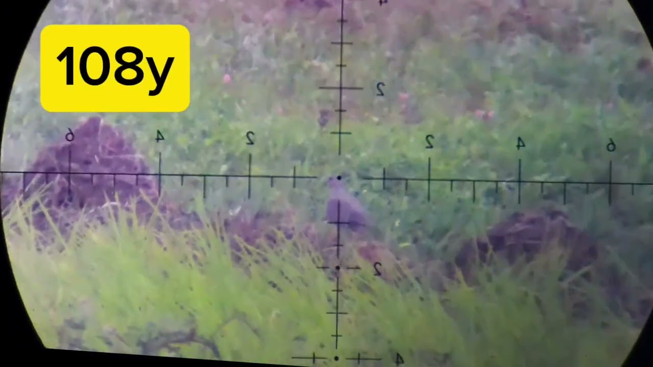 Long Range dove Hunt with NB20 and PLW B-M1