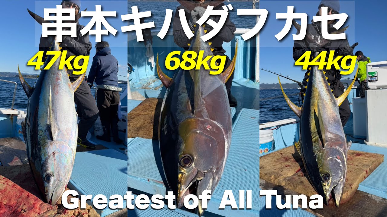 キハダフカセ 70kg串モン❗️1日でトリプルキャッチ🔥🔥🔥