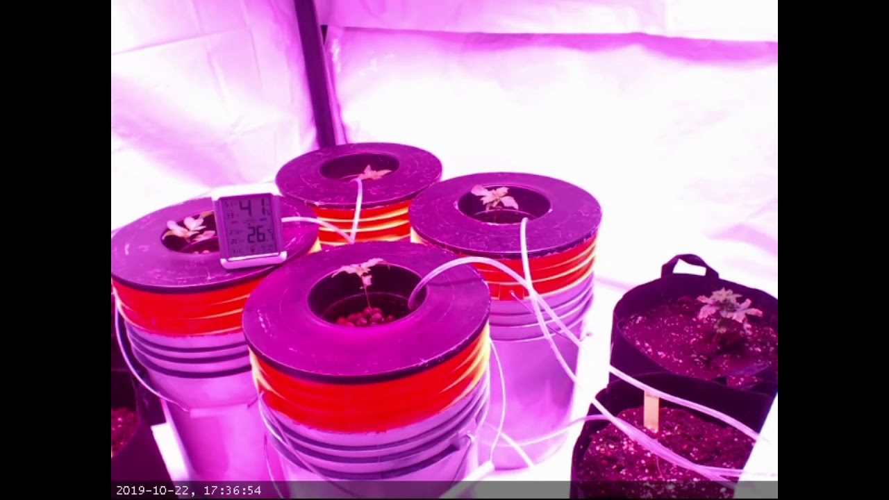Cannabis Time Lapse Attempt 2 2019-10-09 to 2019-11-20