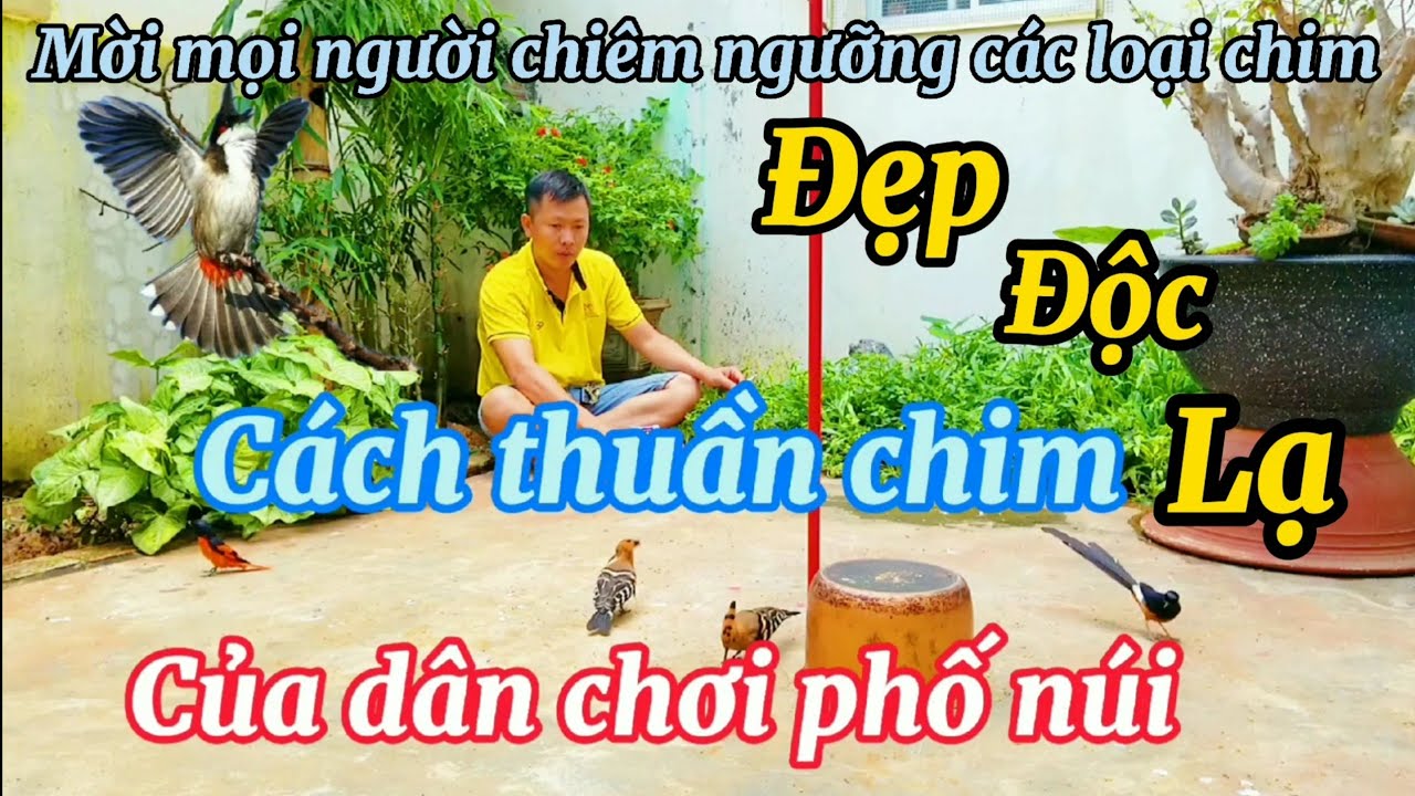 Cách thuần tất cả các loại chim đẹp tuyệt trong avi , my aviary is beautiful