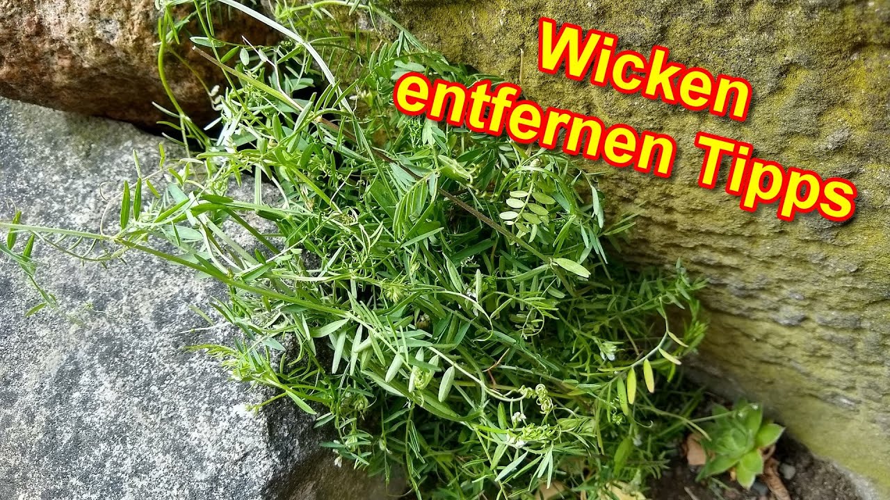 Zaunwicke & Vogelwicke bek&auml;mpfen &ndash; Unkraut / Wicken entfernen Anleitung & Tipps