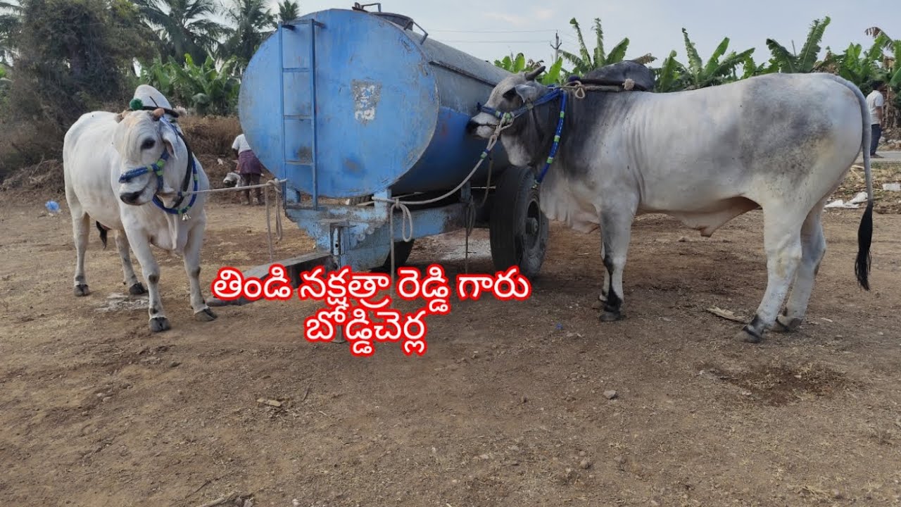 కడప జిల్లా పులివెందుల మండలం వెంకటాపురం గ్రామంలో సీనియర్ విభాగానికి తిండి నక్షత్రా రెడ్డి గారి జత