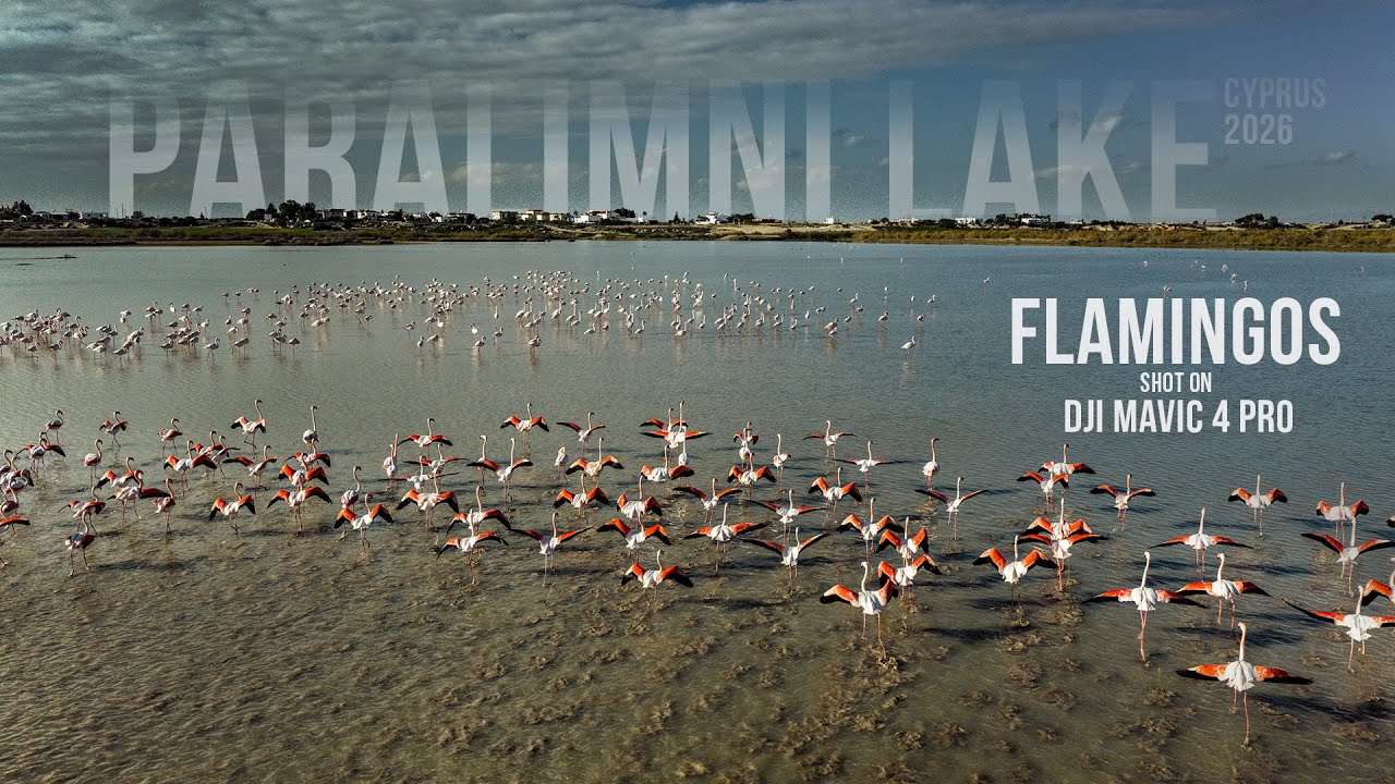 Flamingos at Paralimni Lake | Cyprus 2026 | Mavic 4 Pro