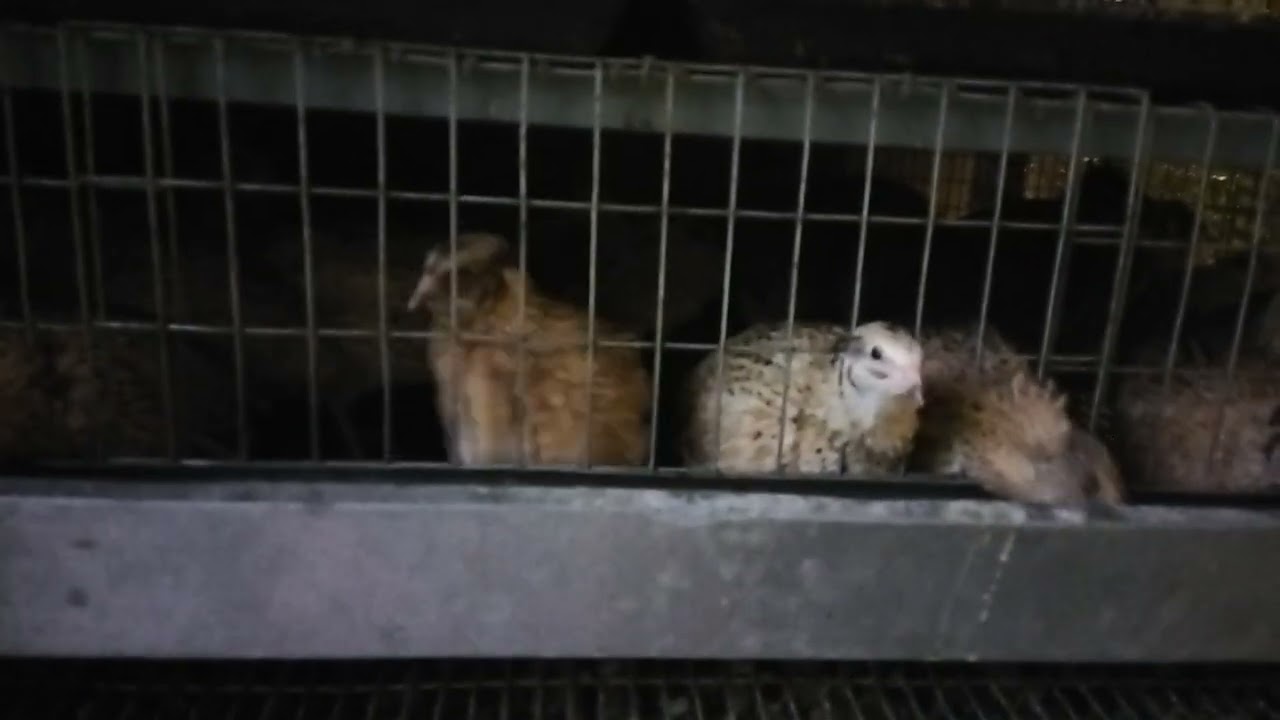 Перепілки.🐤🐥Чи вигідно виводити  перепілок , наші підрахунки..