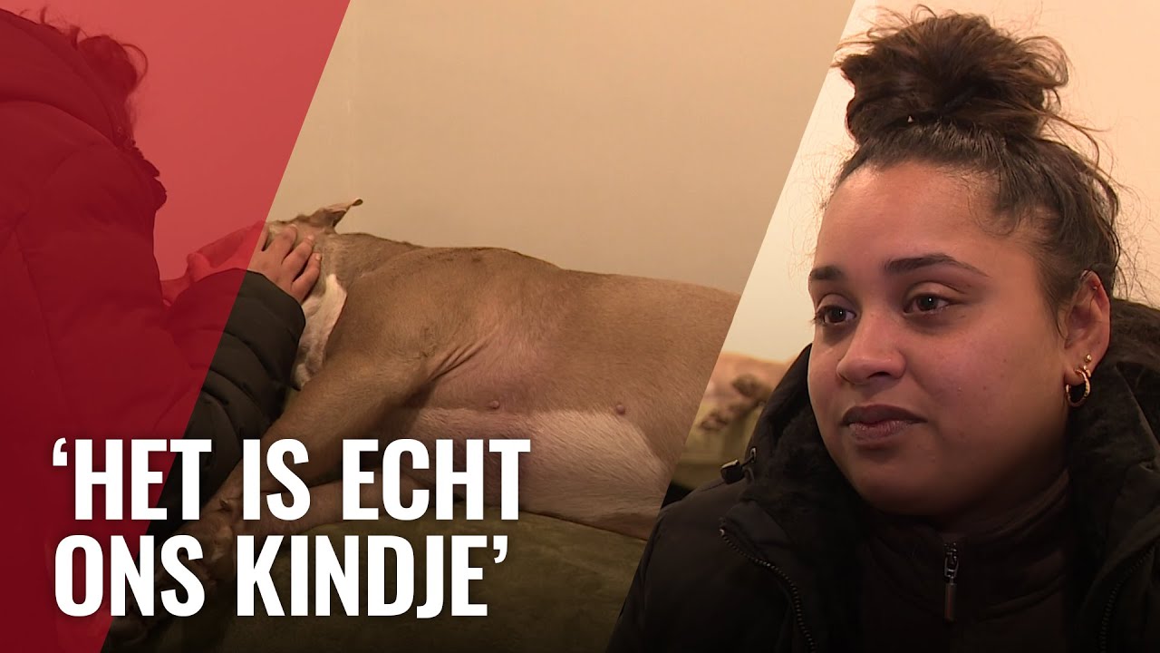 Complete uitvaarten voor je hond of kat steeds populairder