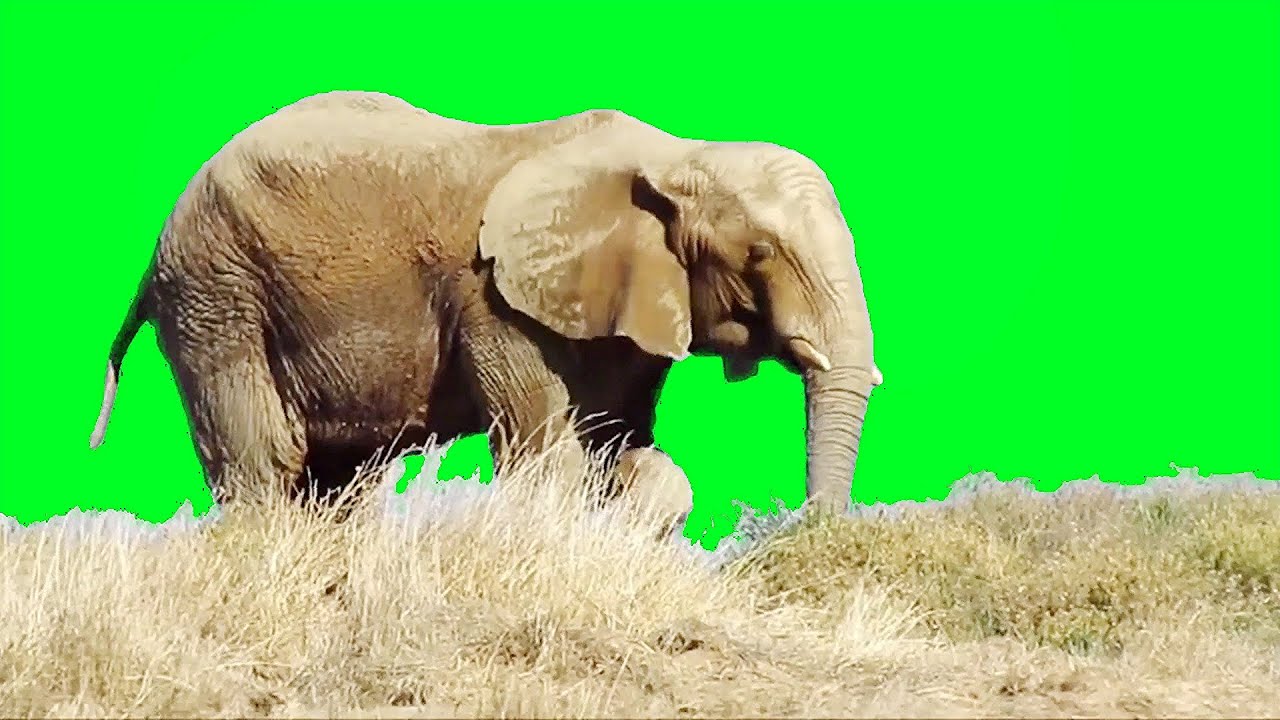 Real Elephant Green Screen Video | Free Green Screen (2021)