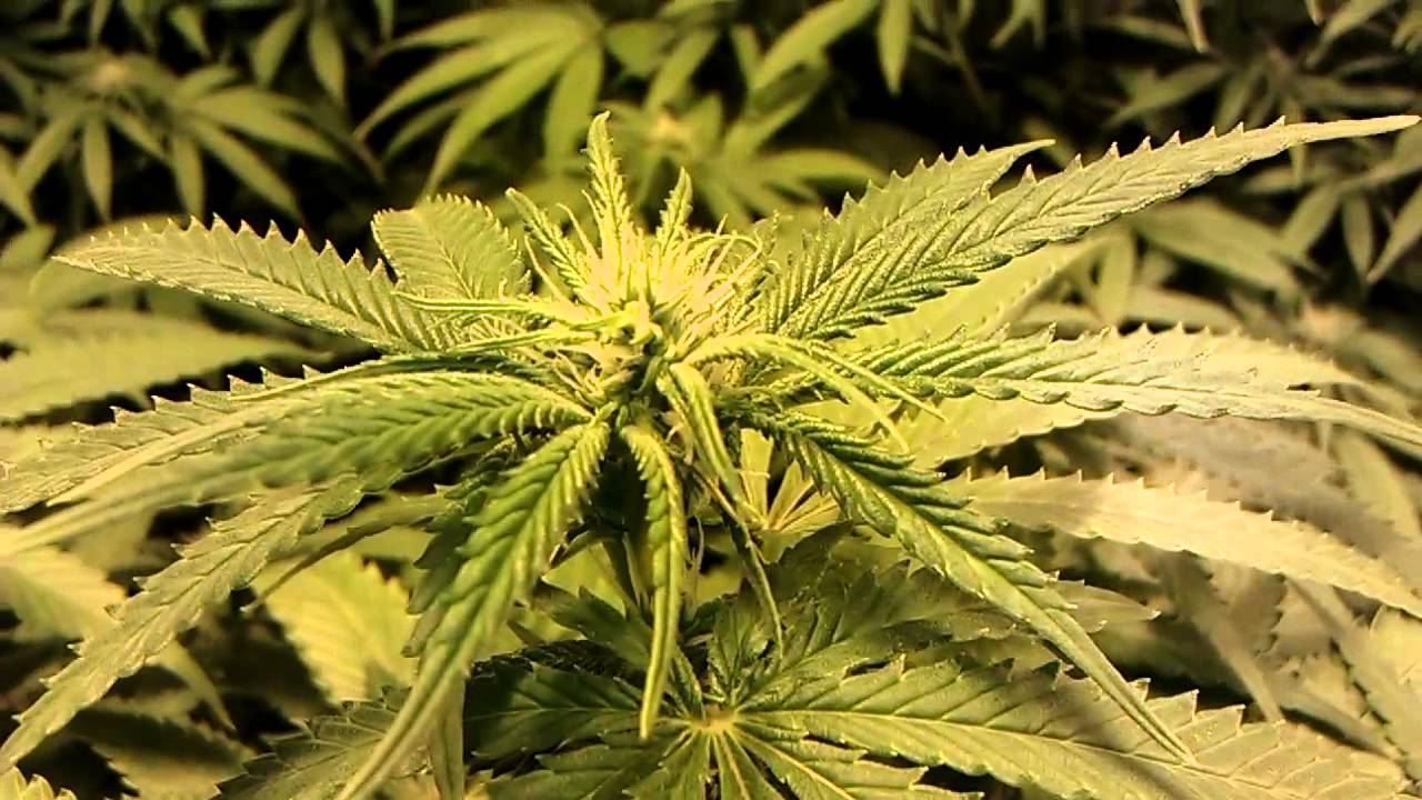 Afghooey Flower Room Day 14