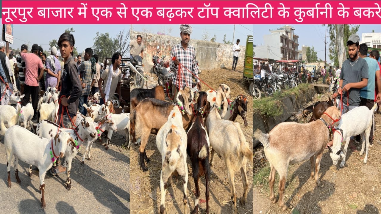 नूरपुर बकरा बाजार की 30 अप्रैल 2025 की बड़े बकरों की वीडियो कुर्बानी के खूबसूरत बड़े बकरों की वीडियो