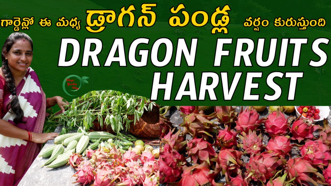 TERRACE GARDEN DRAGON FRUIT HARVEST | BEAUTIFUL HARVEST || TELUGU GARDEN VLOG