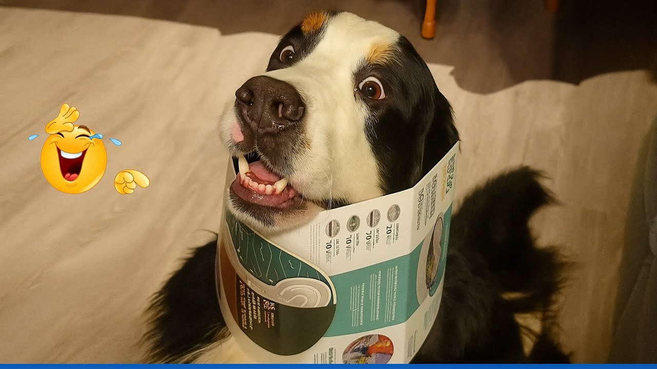 Funniest DOGS Video That Will Make You Die Laughing 🤣 Funny Animal Video 2025 Ever!
