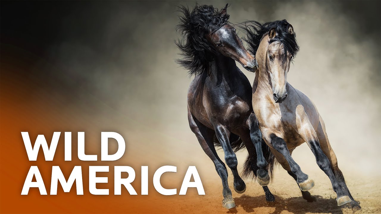 El Caballo: Wild Horses of North America