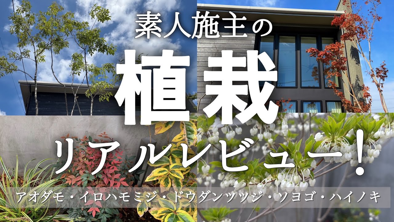 【植栽レビュー】アオダモ・モミジ・ドウダンツツジ…全部リアルに育てた結果を正直に話します。価格も公開！
